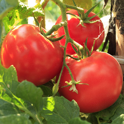 Томат Красная гвардия F1 Уральский дачник изображение 1 артикул 83130