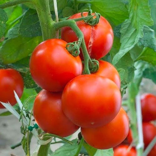 Томат Красная звезда F1 Уральский дачник изображение 1 артикул 84949