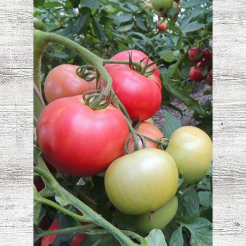 Томат Кудесник изображение 1 артикул 83572