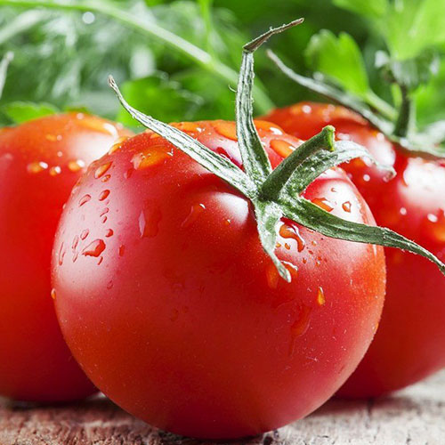 Томат Кума F1 Premium Seeds изображение 1 артикул 83839