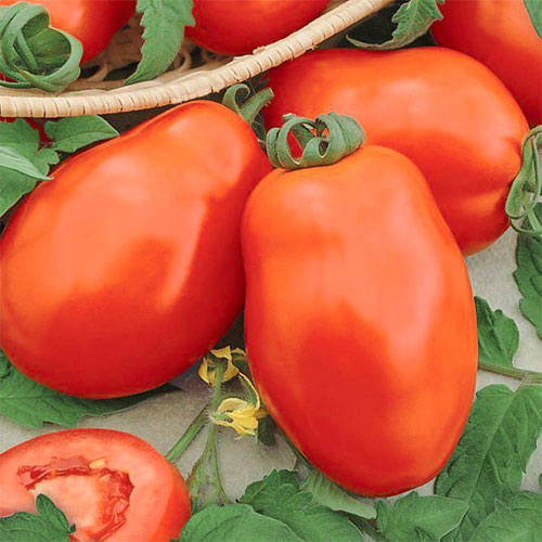 Томат Лорд Уральский дачник изображение 1 артикул 83035