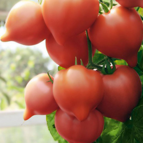 Томат Мадера F1 изображение 1 артикул 69825