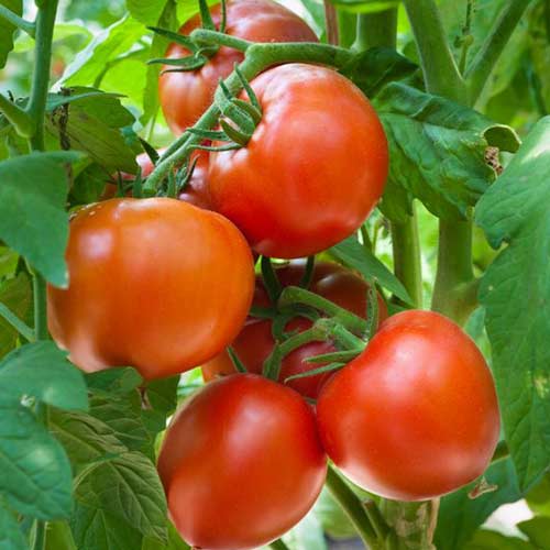 Томат Мажор F1 Седек изображение 1 артикул 82507