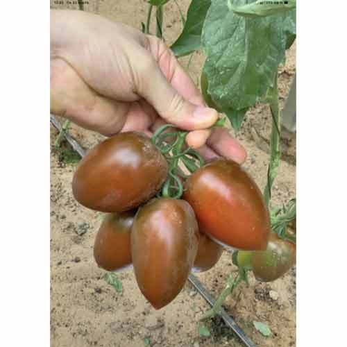 Томат Мар Саба F1 Семко изображение 1 артикул 82578