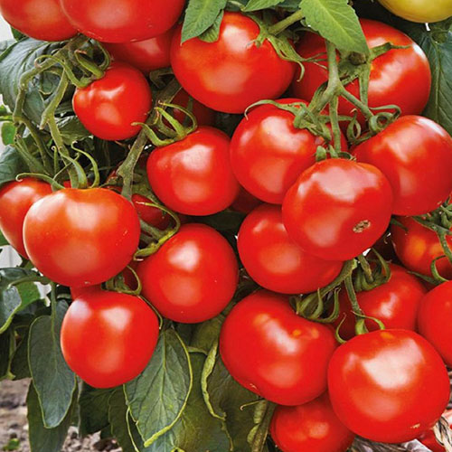 Томат Марьина роща, F1 Уральский дачник изображение 1 артикул 83129