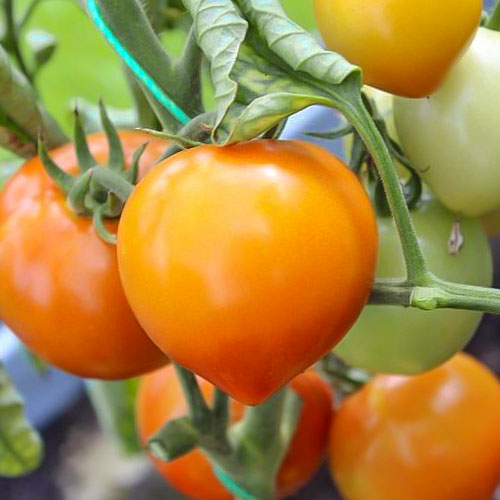 Томат Медовые купола F1 Premium Seeds изображение 1 артикул 83845