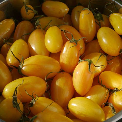 Томат медовые пальчики F1 Русский огород НК изображение 1 артикул 82749