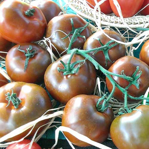 Томат Наоми F1 изображение 1 артикул 69826