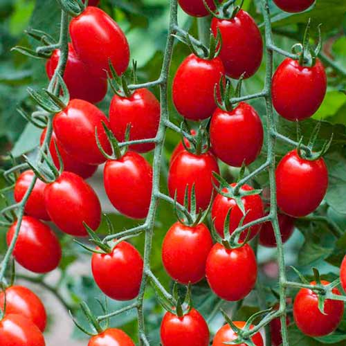 Томат Настя-сластёна F1 изображение 1 артикул 71701