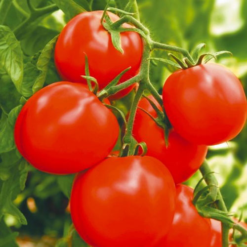 Томат Натс F1 изображение 1 артикул 69827