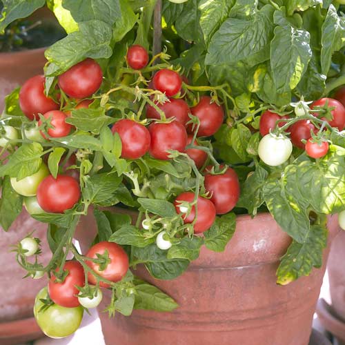 Томат Непас 11 (Непасынкующийся комнатный) Седек изображение 1 артикул 71704