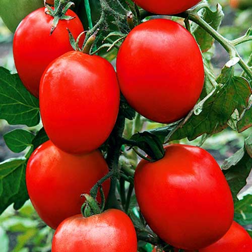 Томат Непас 13 (Непасынкующийся сливовидный) Седек изображение 1 артикул 71706