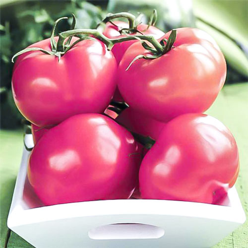 Томат Непас 2 (Непасынкующийся малиновый) артикул фото 1 Томат Непас 2 (Непасынкующийся малиновый) изображение 1 артикул 71981