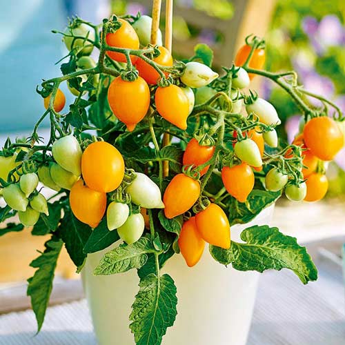 Томат Непас 4 (Непасынкующийся оранжевый сердцевидный) артикул фото 1 Томат Непас 4 (Непасынкующийся оранжевый сердцевидный) изображение 1 артикул 71984