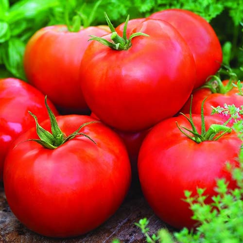 Томат Непасынкующийся изображение 1 артикул 71722