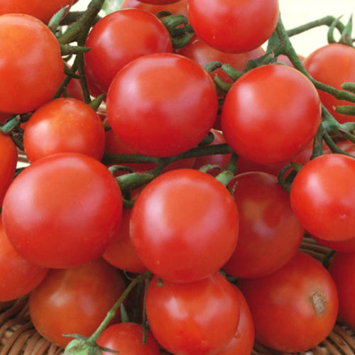Томат Новатто F1 изображение 1 артикул 69828