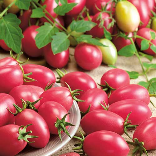 Томат Новичок розовый Седек изображение 1 артикул 84062