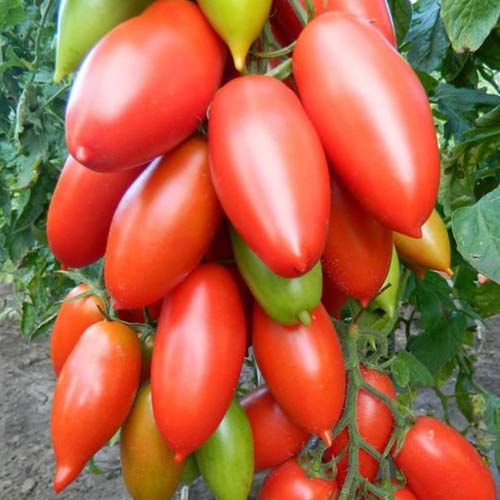 Томат Петр Великий F1 Седек изображение 1 артикул 71725