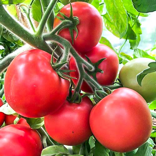 Томат Пушистик розовый F1 изображение 1 артикул 71951