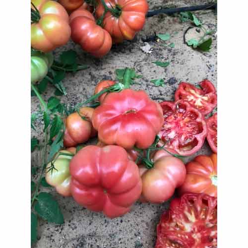 Томат Розовый Марманде F1 Семко артикул фото 1 Томат Розовый Марманде F1 Семко изображение 1 артикул 82587