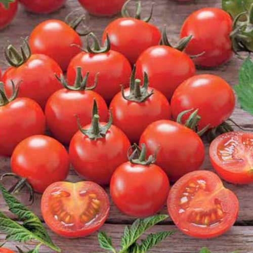 Томат Садовая жемчужина Седек изображение 1 артикул 84924