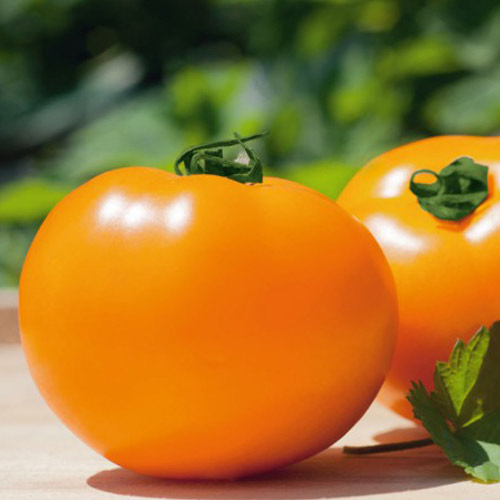 Томат Сахара F1 изображение 1 артикул 69830