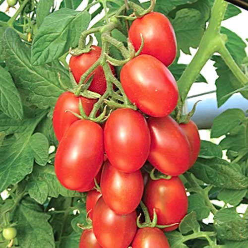 Томат Сахарная слива красная Седек изображение 1 артикул 65174