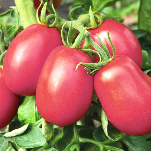 Томат Сахарная слива малиновая Седек изображение 1 артикул 65175