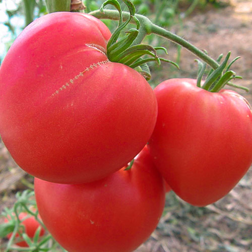 Томат Сахарное сердце Premium Seeds изображение 1 артикул 83848