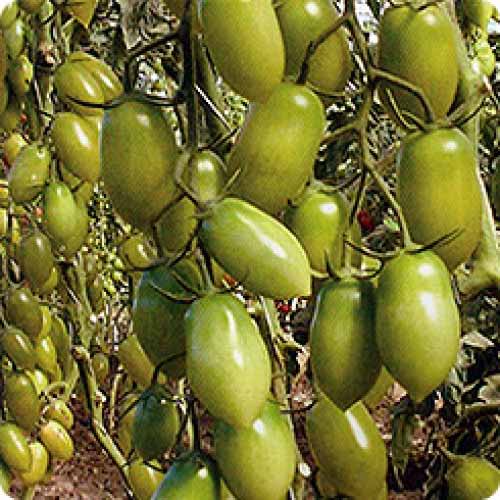 Томат Самоцвет изумрудный F1, семена изображение 1 артикул 65162