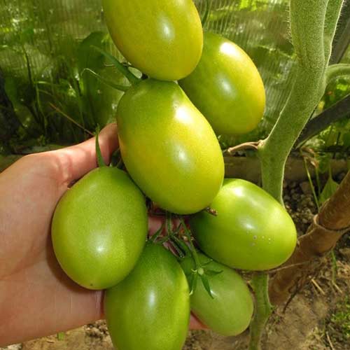 Томат Самоцвет изумрудный F1 Седек изображение 1 артикул 82510