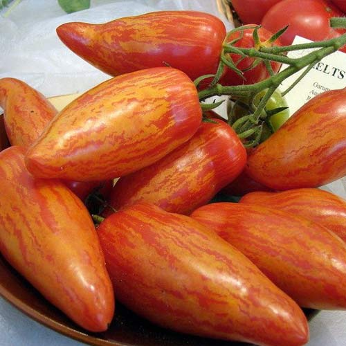 Томат Самоцвет лучистый F1, семена изображение 1 артикул 65163