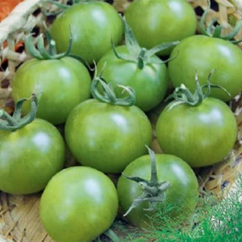 Томат Самоцвет нефритовый F1 Седек изображение 1 артикул 82512