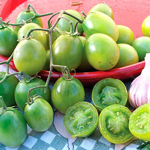 Томат Самоцвет нефритовый F1, семена изображение 1 артикул 65164