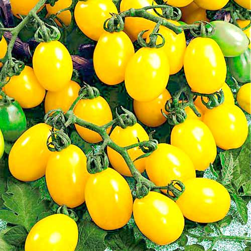Томат Самоцвет золотой F1, семена изображение 1 артикул 65161