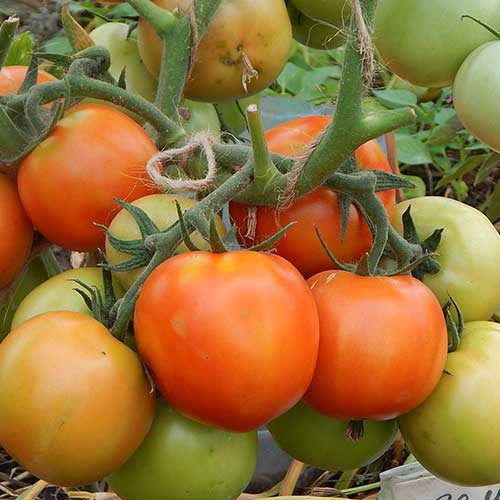 Томат Семь сорок F1 Седек изображение 1 артикул 82913