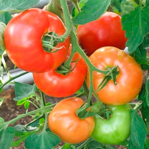 Томат Семейный F1 изображение 1 артикул 71301
