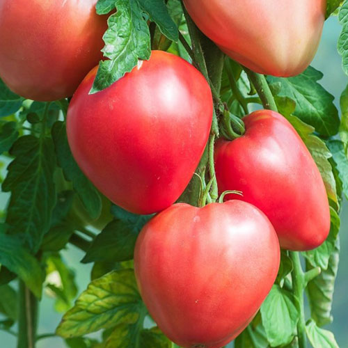 Томат Серебристое сердце F1 Premium Seeds изображение 1 артикул 83849