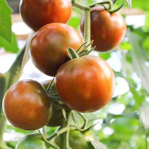 Томат Шоколадный пряник F1 Premium Seeds артикул фото 1 Томат Шоколадный пряник F1 Premium Seeds изображение 1 артикул 83856