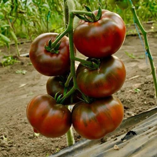 Томат Шоколадобой Седек изображение 1 артикул 98152