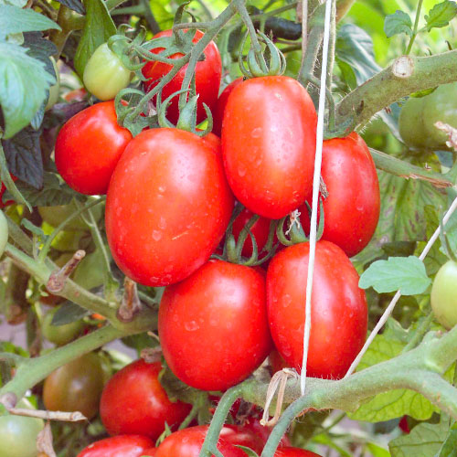 Томат Сибирская сливка F1 Premium Seeds артикул фото 1 Томат Сибирская сливка F1 Premium Seeds изображение 1 артикул 83851