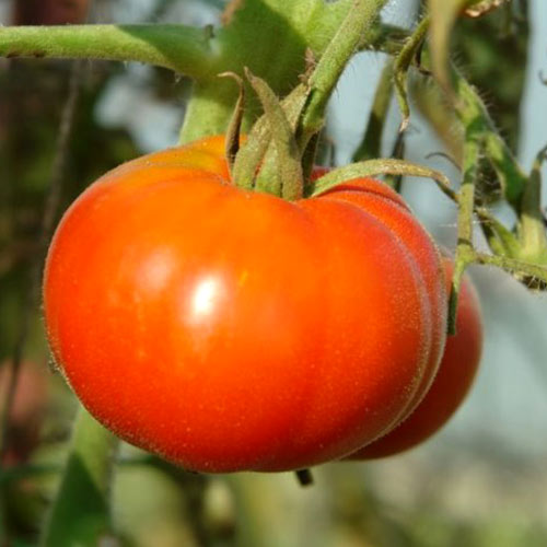 Томат Сибирский спринтер, семена изображение 1 артикул 65412
