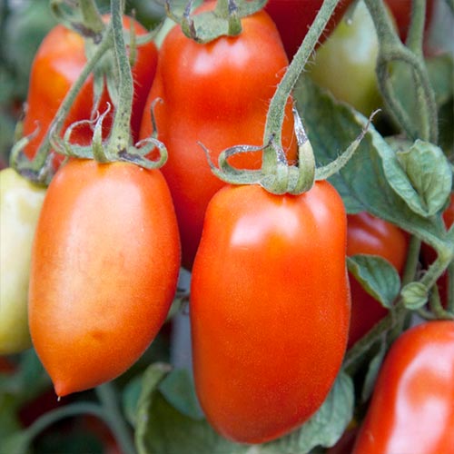 Томат Сибирский сюрприз, семена  изображение 1 артикул 65413