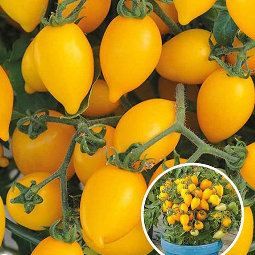 Томат Сладкие курносики F1 Premium Seeds изображение 1 артикул 83859