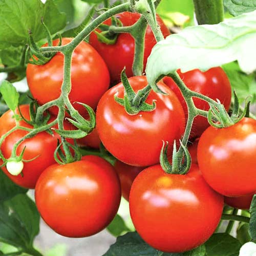 Томат Снежана, семена изображение 1 артикул 66353