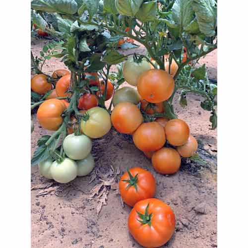 Томат Стан 5000 F1 Семко изображение 1 артикул 82548