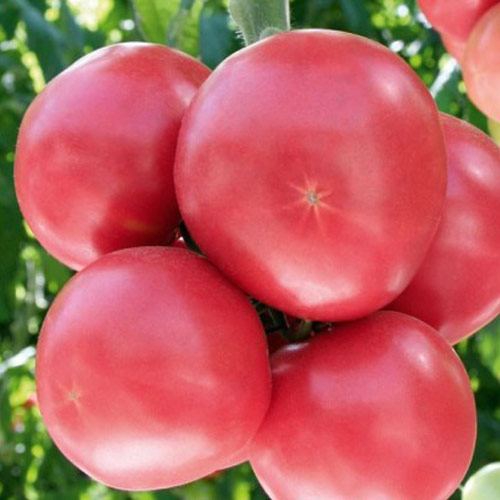 Томат Сумо F1 изображение 1 артикул 69832