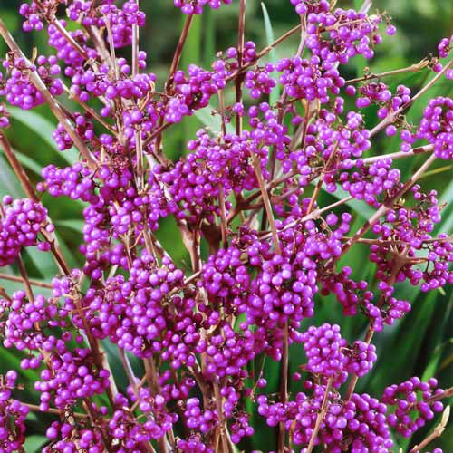 Красивоплодник Бодиньера Геральди изображение 2 артикул 9532