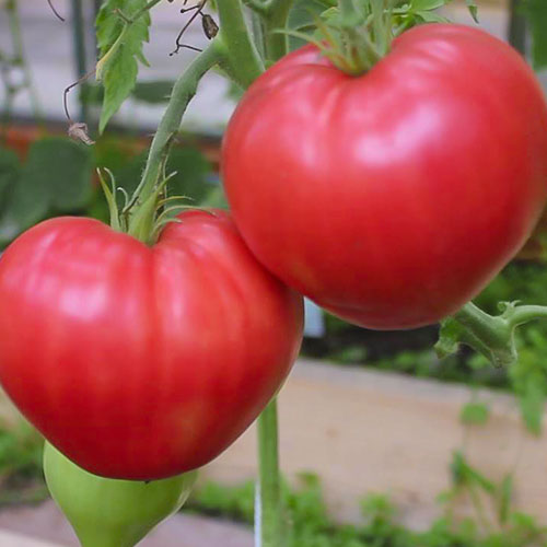 Томат Уральский гигант розовый Уральский дачник изображение 1 артикул 83100