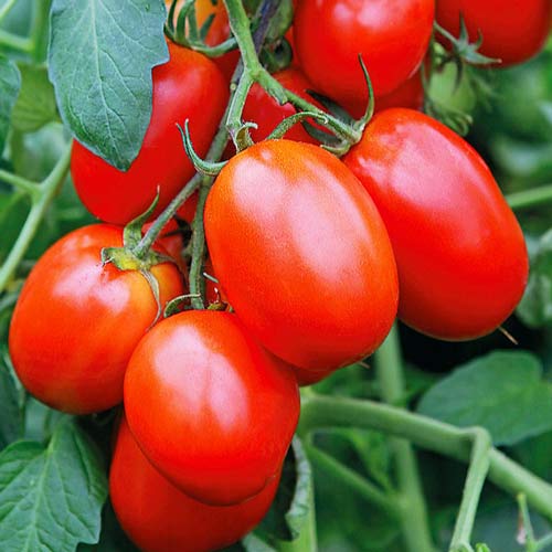 Томат Валентина изображение 1 артикул 71682